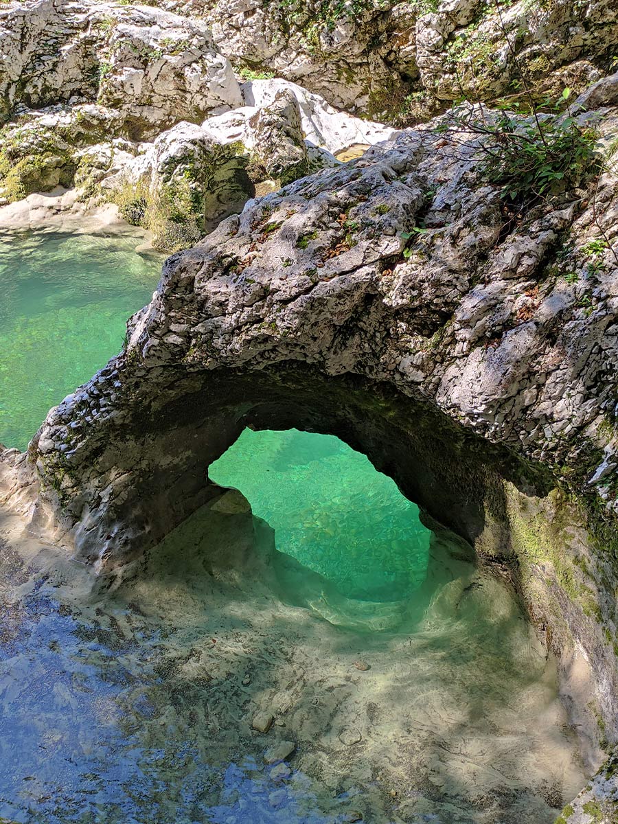 Forre del fiume Mostnica: l'elefantino