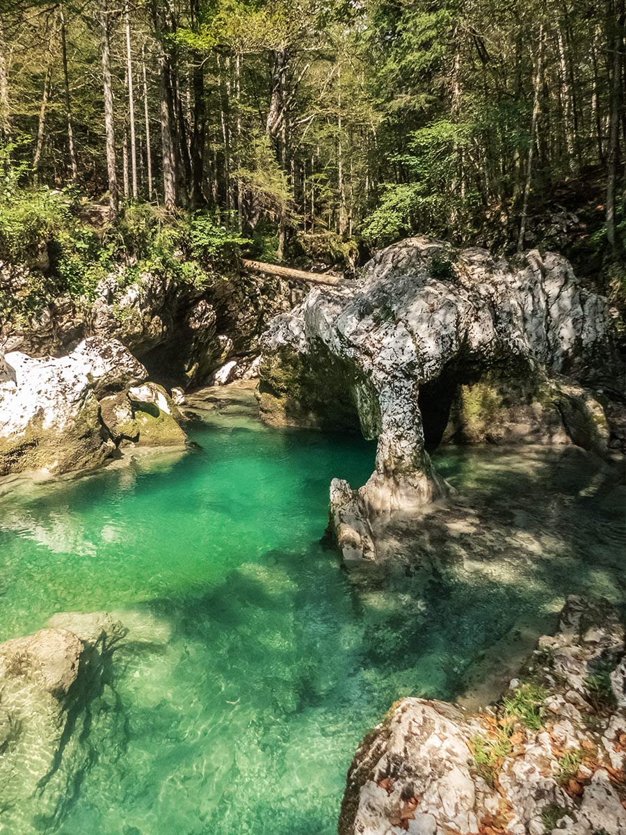 Forre del fiume Mostnica: l'elefantino