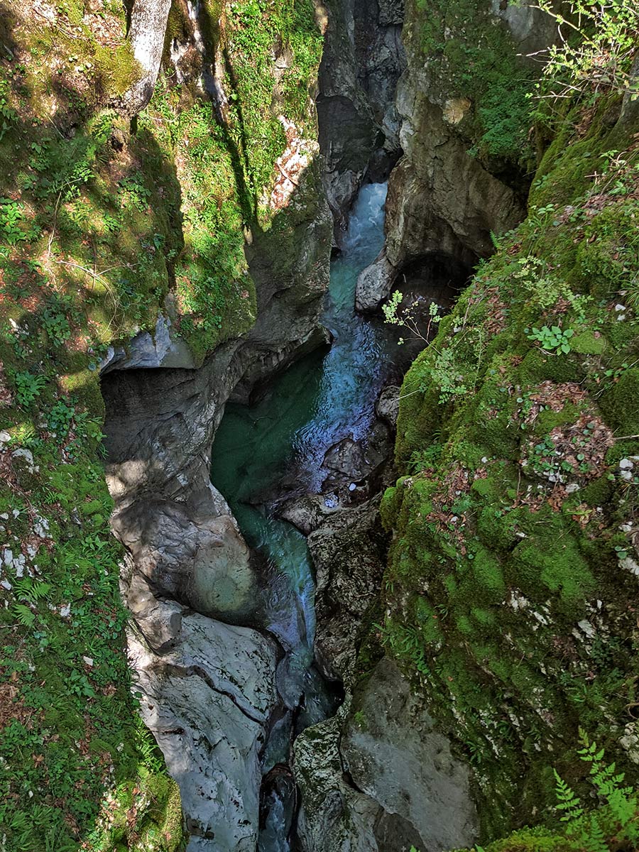 Ciclamino delle Alpi