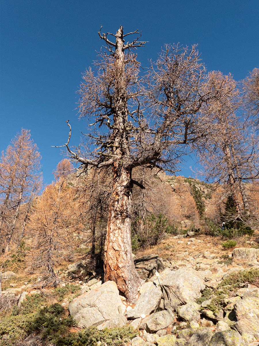 Larice millenario della Valmalenco