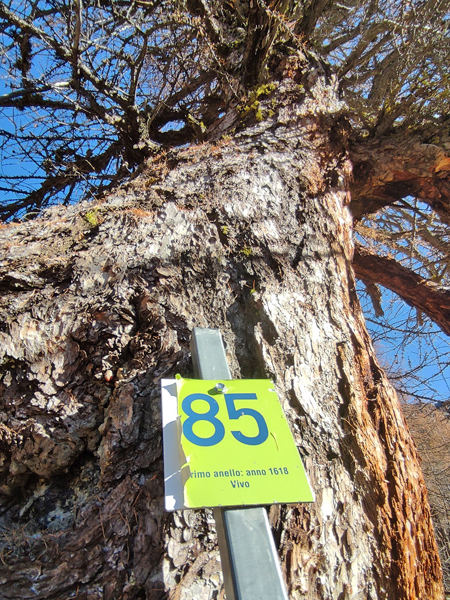 Larice plurisecolare in Valmalenco