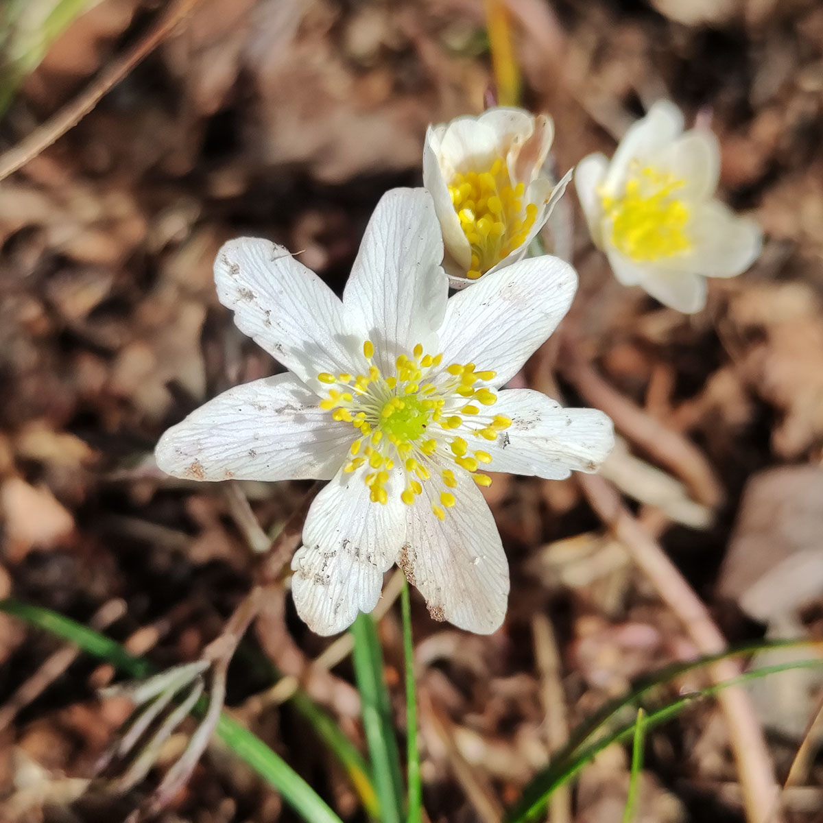 Fiori di montagna in primavera: anemone dei boschi