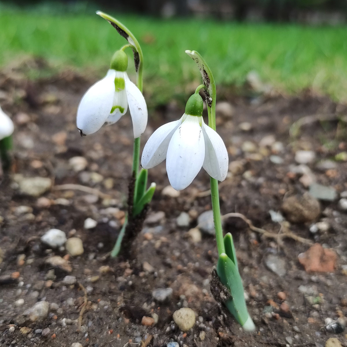 Fiori di montagna in primavera: il bucaneve