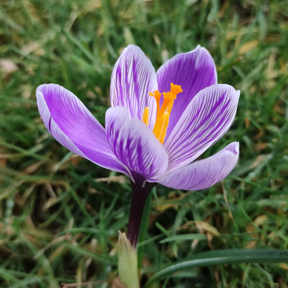 Fiore di Croco (Crocus)