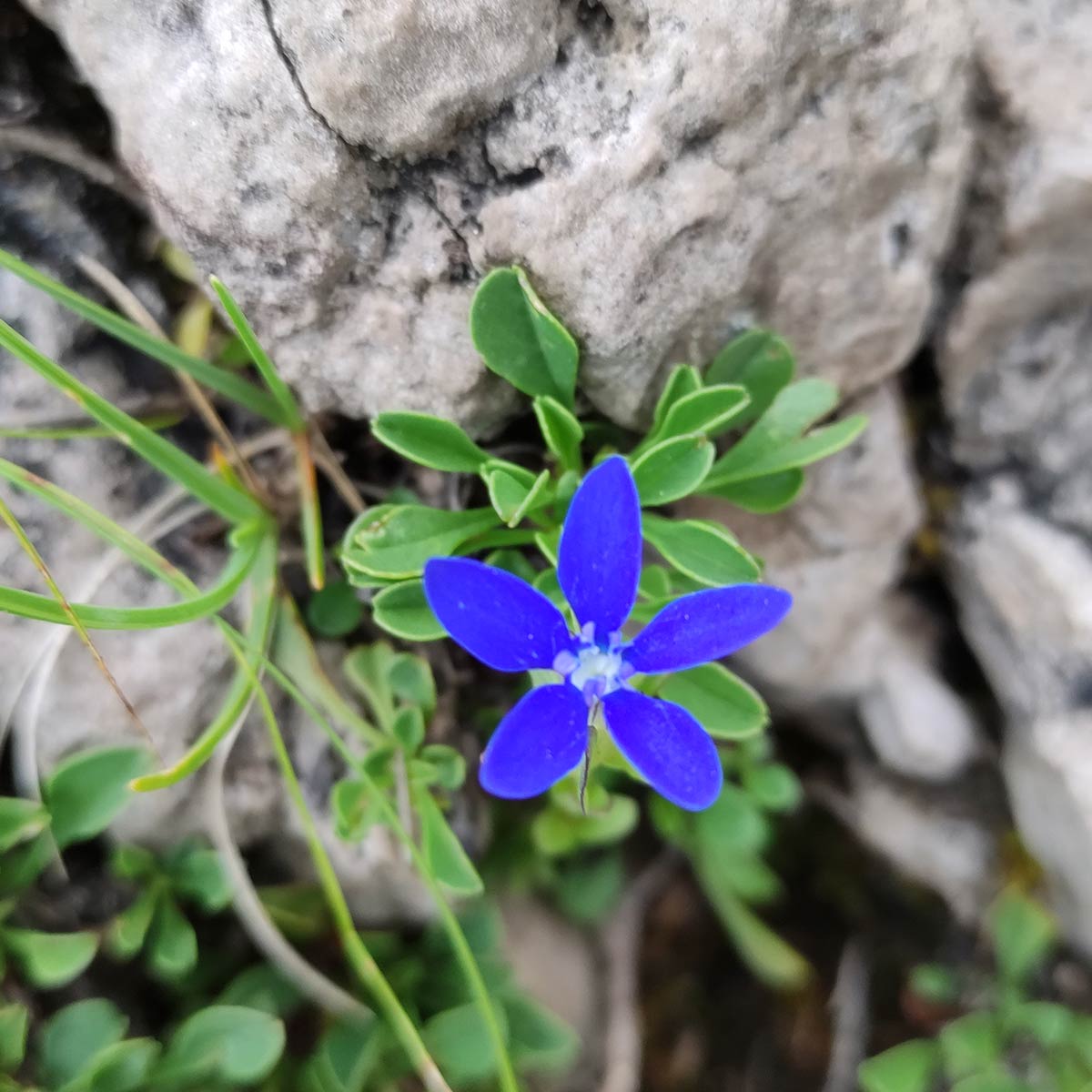 Fiore di genzianella primaticcia