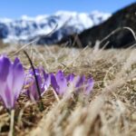 Fioriture primaverili in montagna