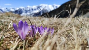 Fioriture primaverili in montagna