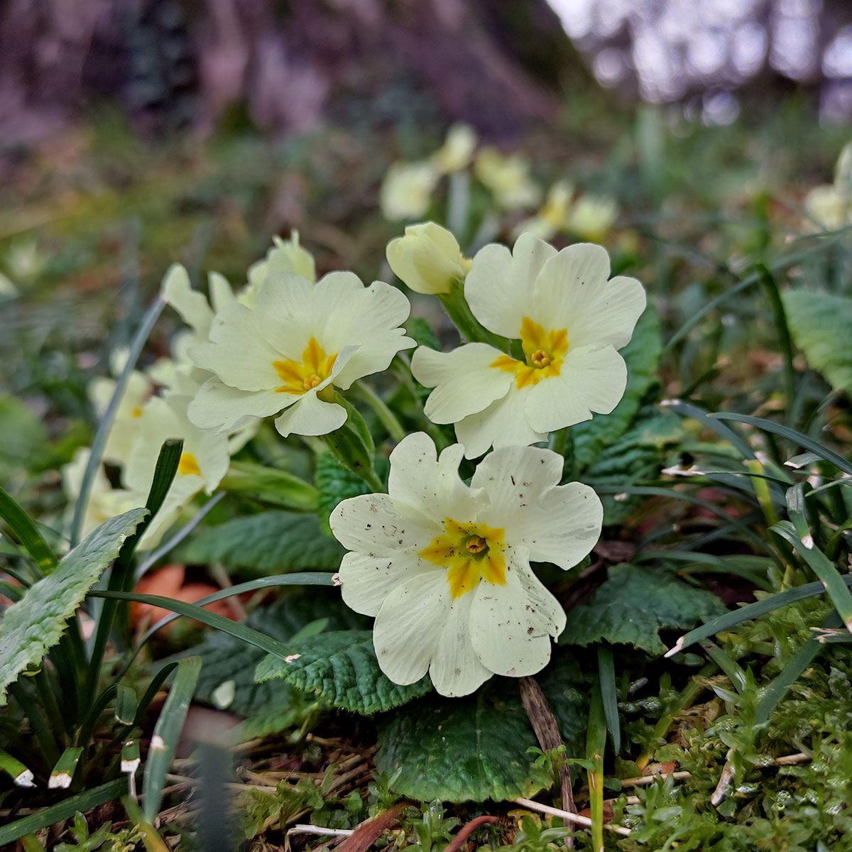 Fiori di Primula in primavera