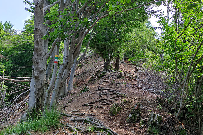 Trekking ai Pizzoni di Laveno e Monte Nudo